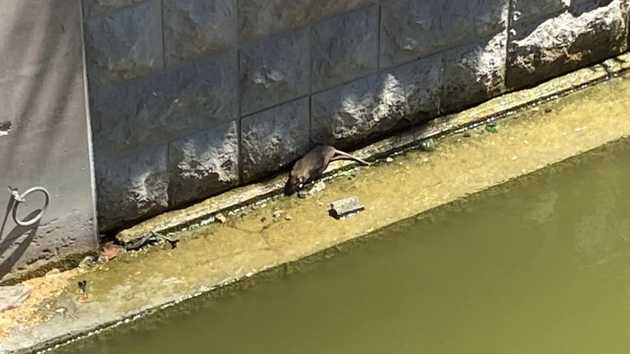 Havalar Isındı, Fareler Porsuk Çayı’na Geri Döndü