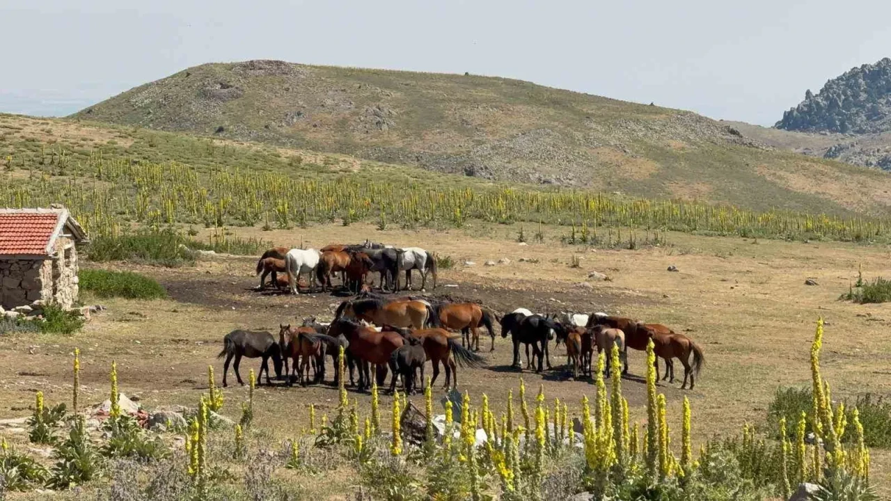 Emirdağ Yaylalarında Yılkı Atları Havadan Görüntülendi