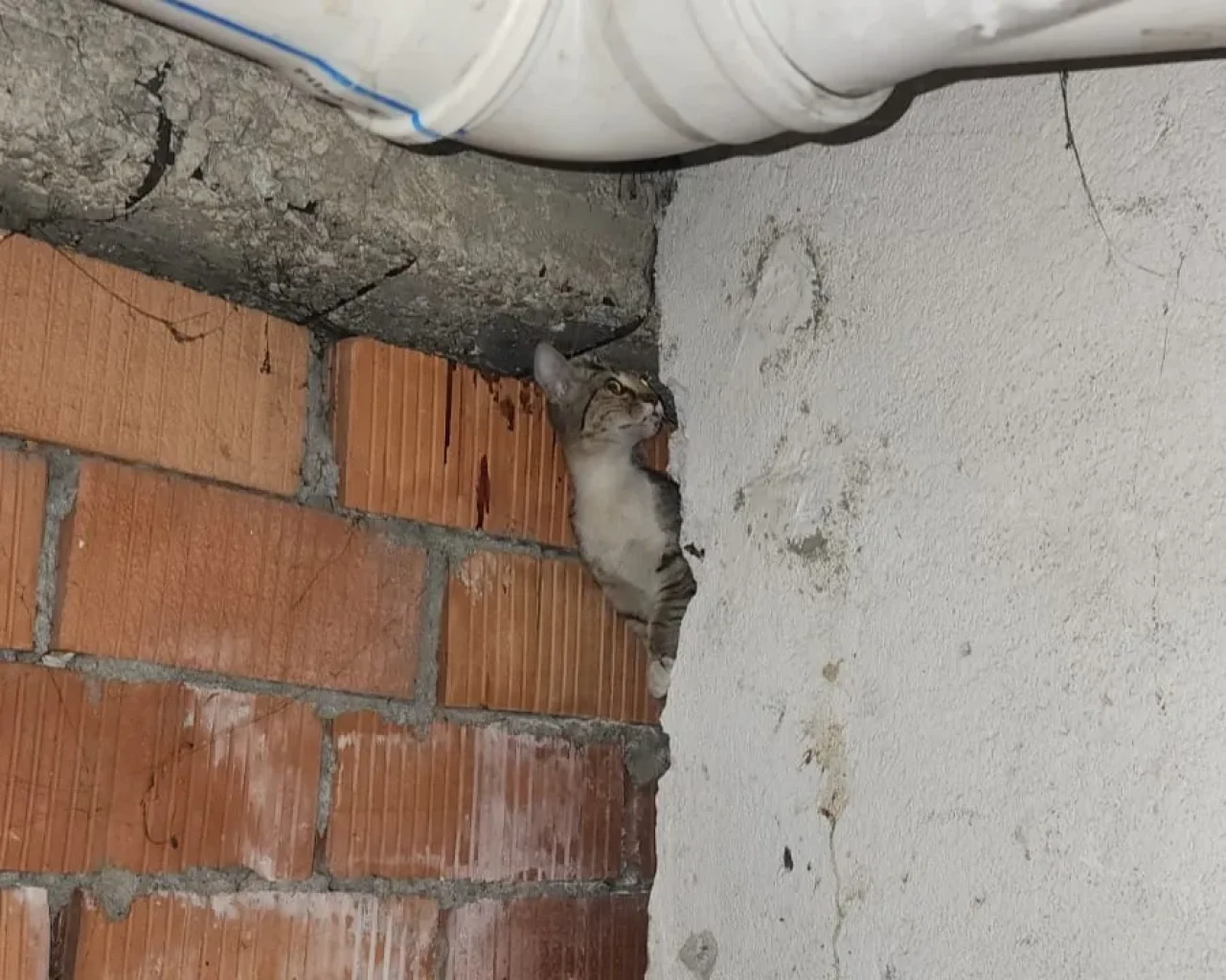 Eskişehir’de Anne Kedi ve 4 Yavrusu Kurtarıldı
