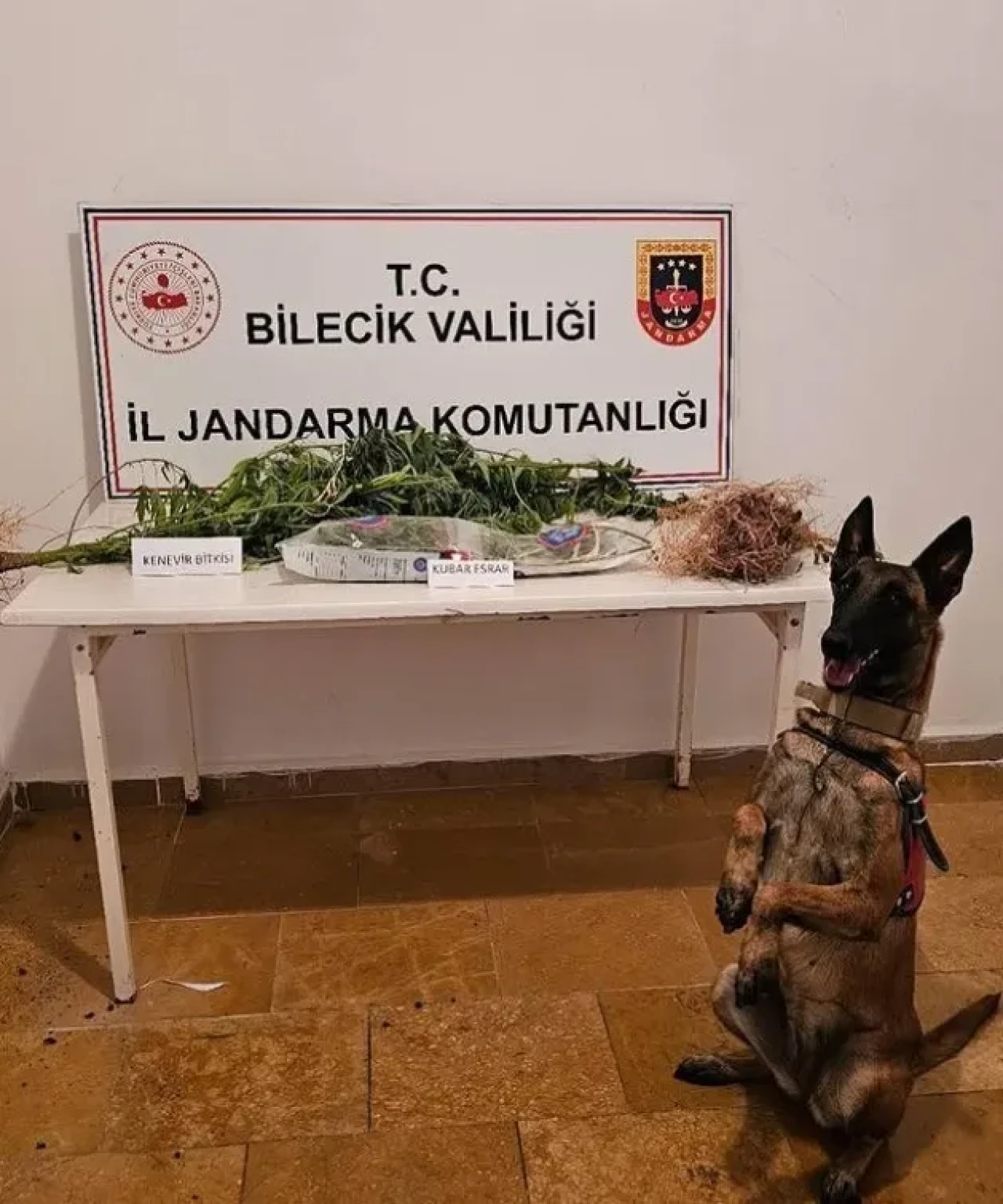 Bilecik’te Kenevir Operasyonu: Jandarmadan Uyuşturucuya Geçit Yok