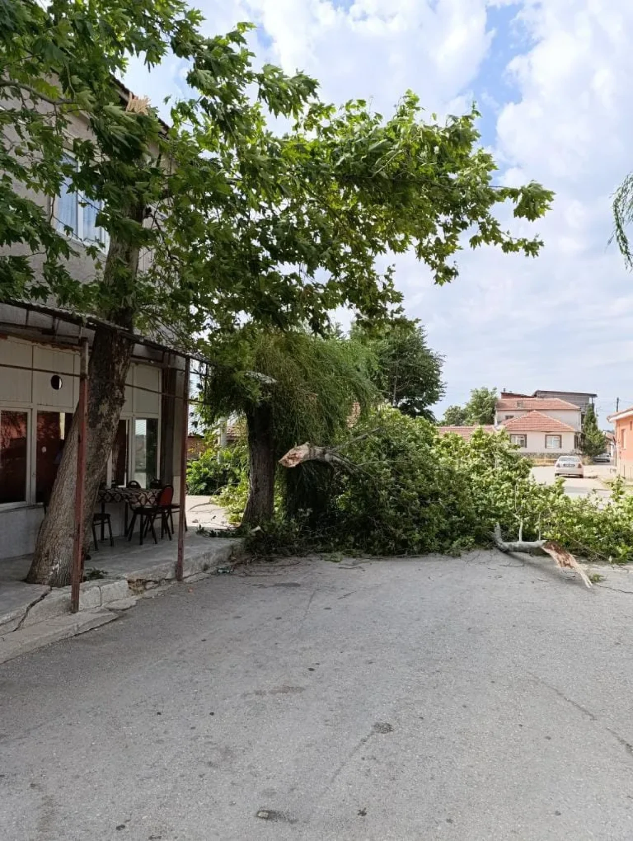 Çınar ağacı rüzgardan devrildi, şans eseri kimse yaralanmadı