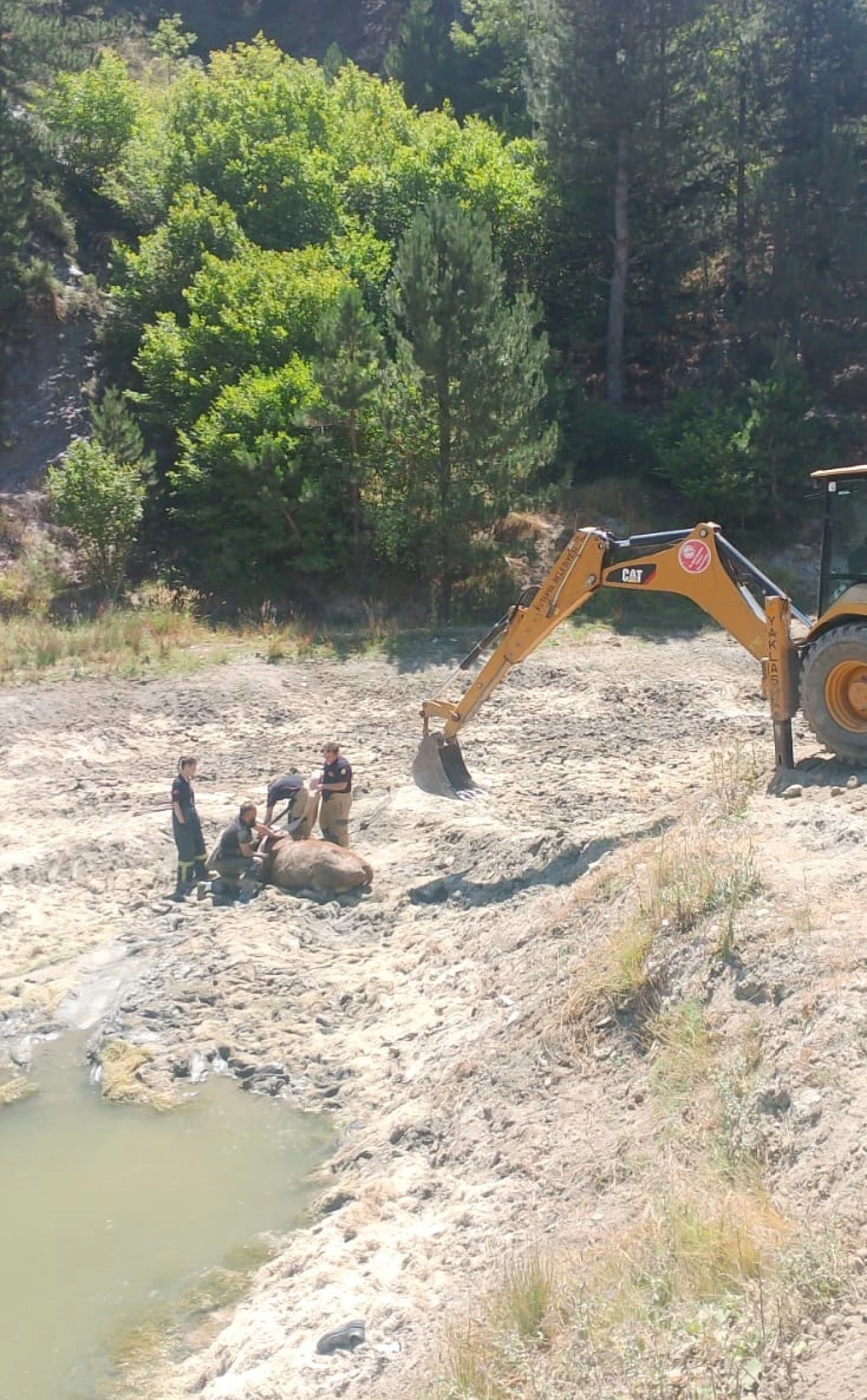 Kütahya’da Bataklığa Saplanan İnek İtfaiye Ekiplerince Kurtarıldı