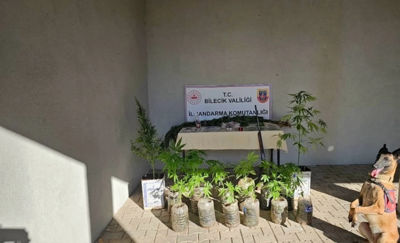 Bilecik’te Kenevir Operasyonu: Ev ve Bahçede Uyuşturucu Ele Geçirildi