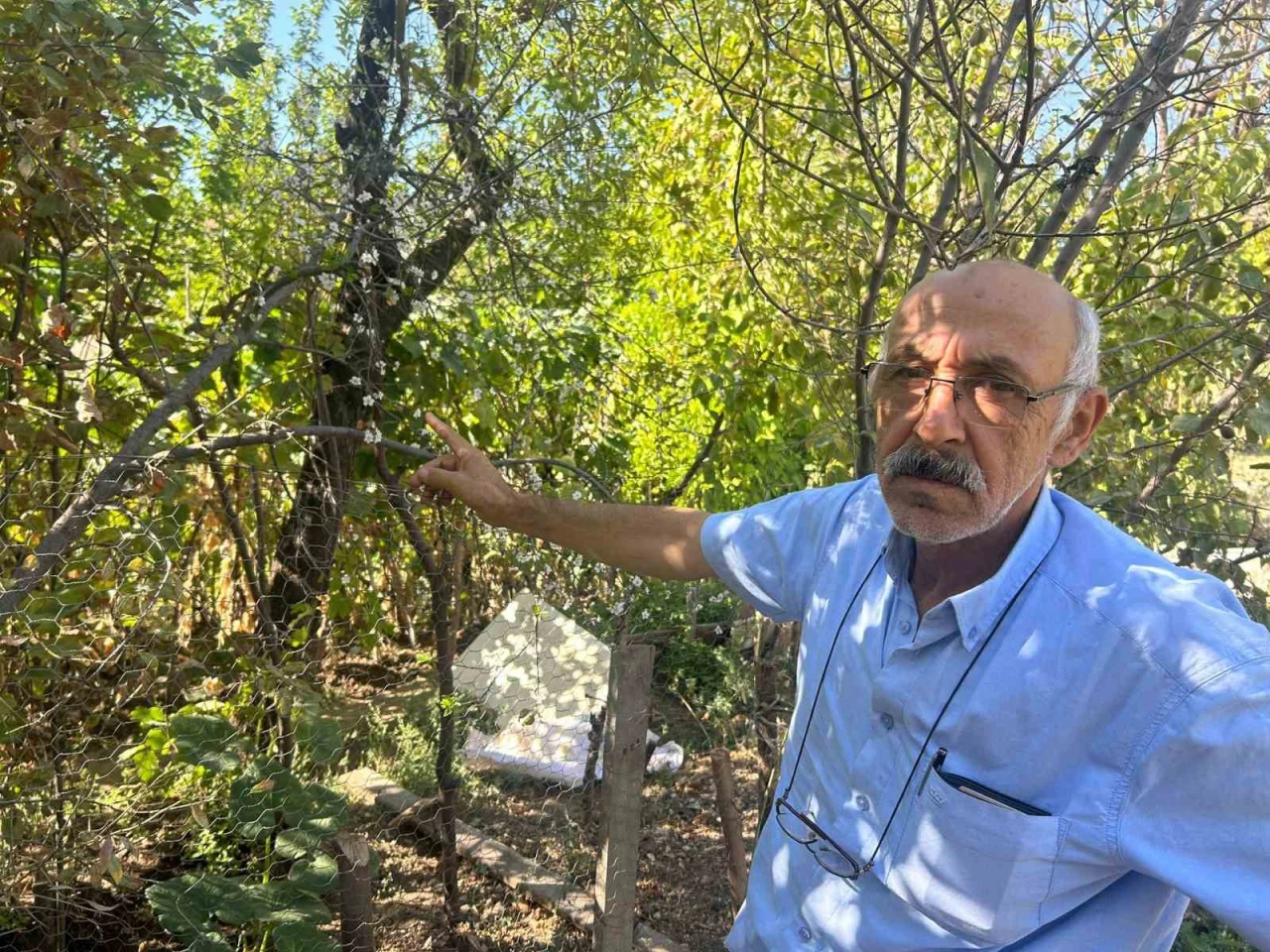 Yaz Ortasında Bahar Sürprizi: Erik Ağacı Çiçek Açtı