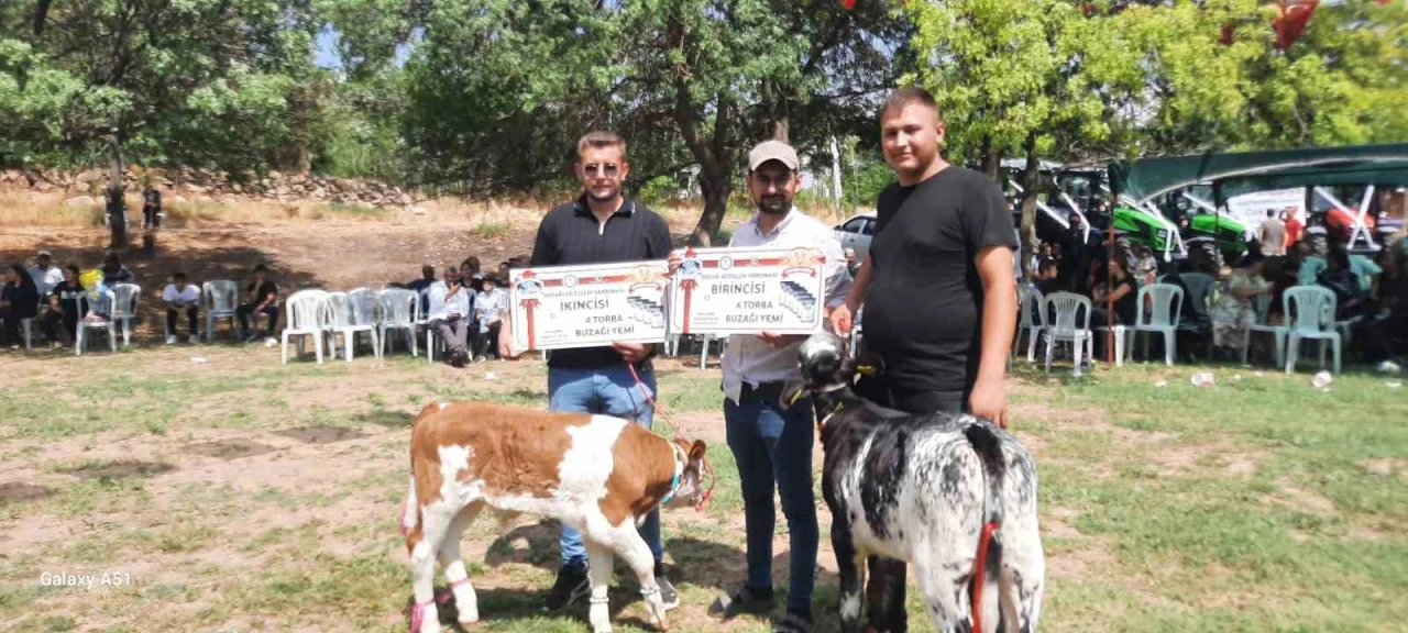 Geleneksel Festivalde En Güzel Kuzu ve Buzağı Seçildi