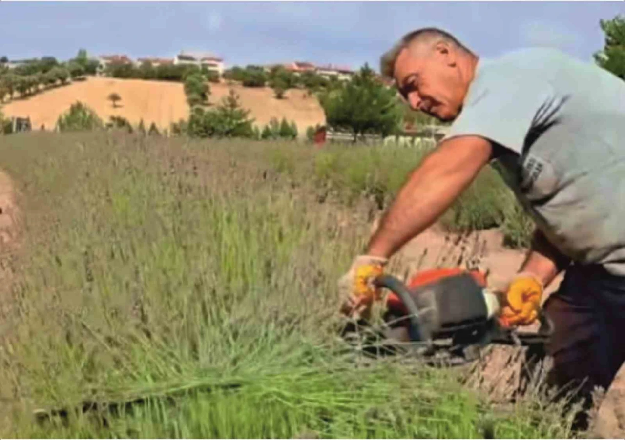 Gediz’de Lavanta Hasadı Başladı: “Mor Bahçe” Göz Kamaştırıyor