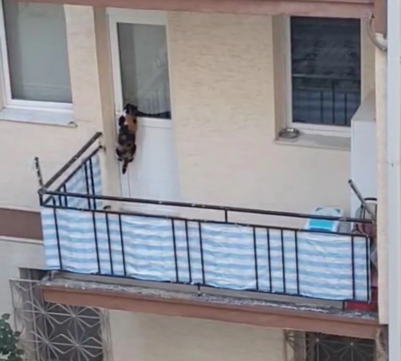 Eskişehir’de Balkona Mahkum Edildiği İddia Edilen Kedi İçin Polis Harekete Geçti