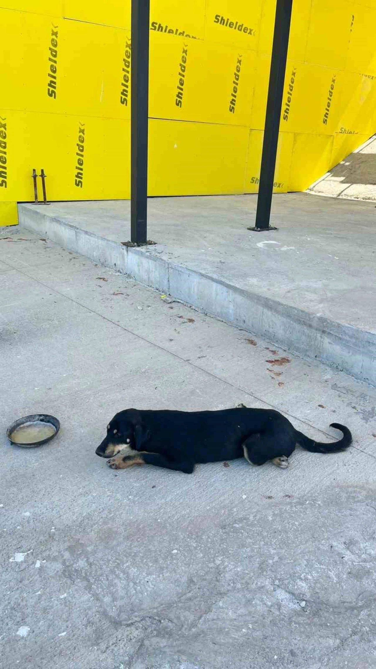 Bilecik’in Osmaneli İlçesinde Araç Çarpan Köpek Ameliyat Edildi