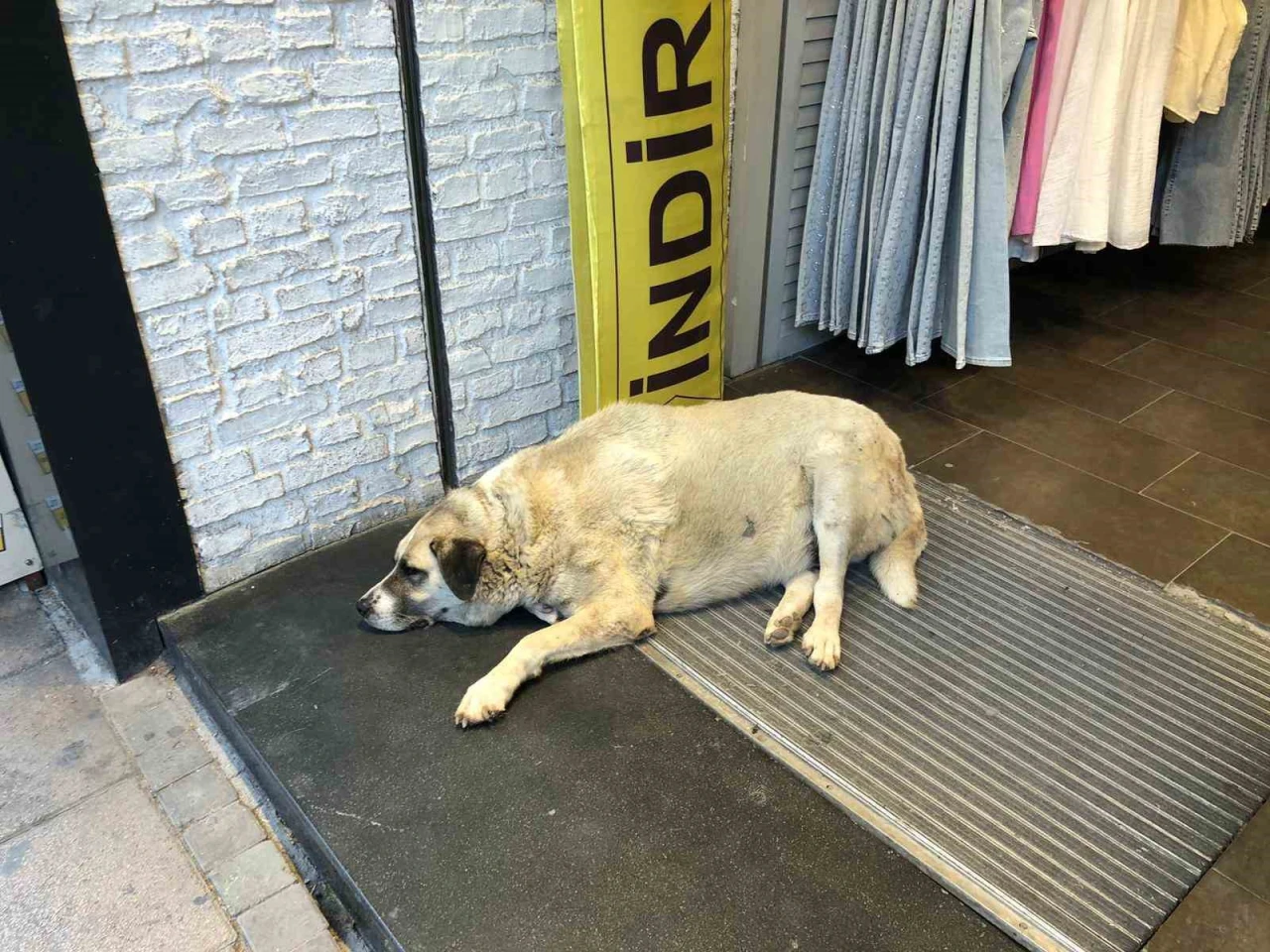 Eskişehir’de Sıcaktan Bunalan Sokak Köpeği Klimanın Altına Sığındı