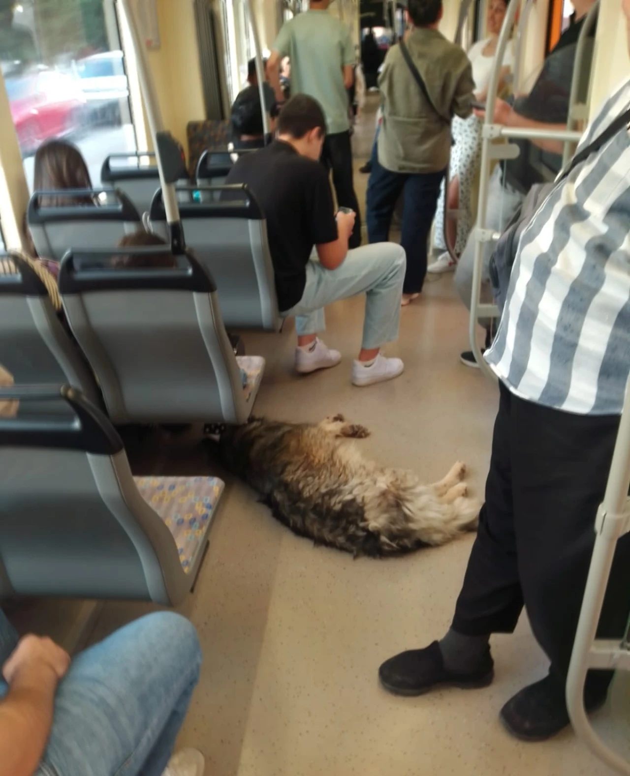 Sıcaktan Bunalan Köpek Tramvaya Sığınıp Serinledi