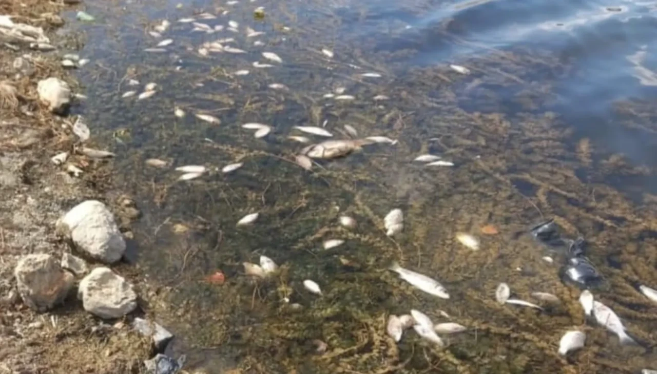 Kütahya’da toplu balık ölümleri tedirgin etti