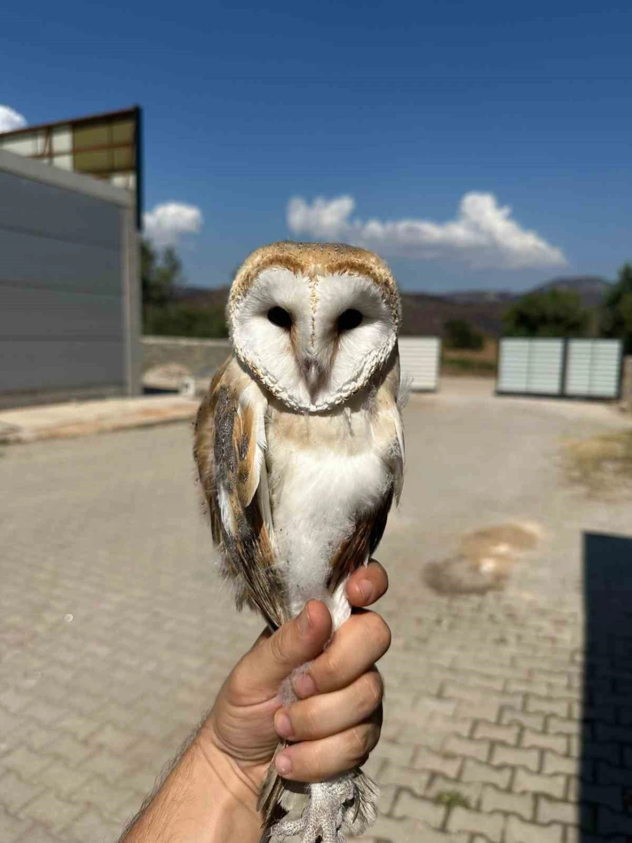 Osmaneli’nde Yaralı Baykuş Doğaya Salındı