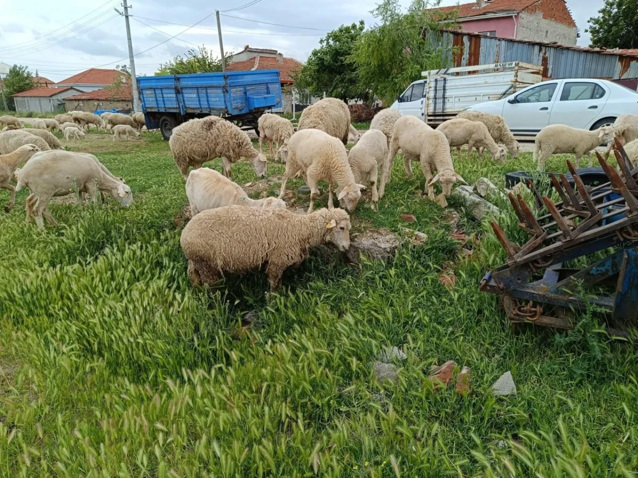 Eskişehir&#8217;de Küçükbaş Kurbanlık Fiyatı Belli Oldu