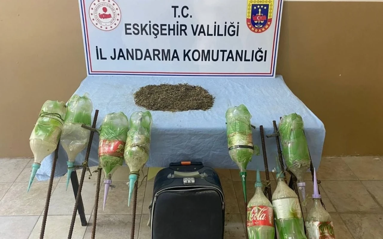 Eskişehir&#8217;de Jandarma Ormana Ekilen Uyuşturucuyu Buldu