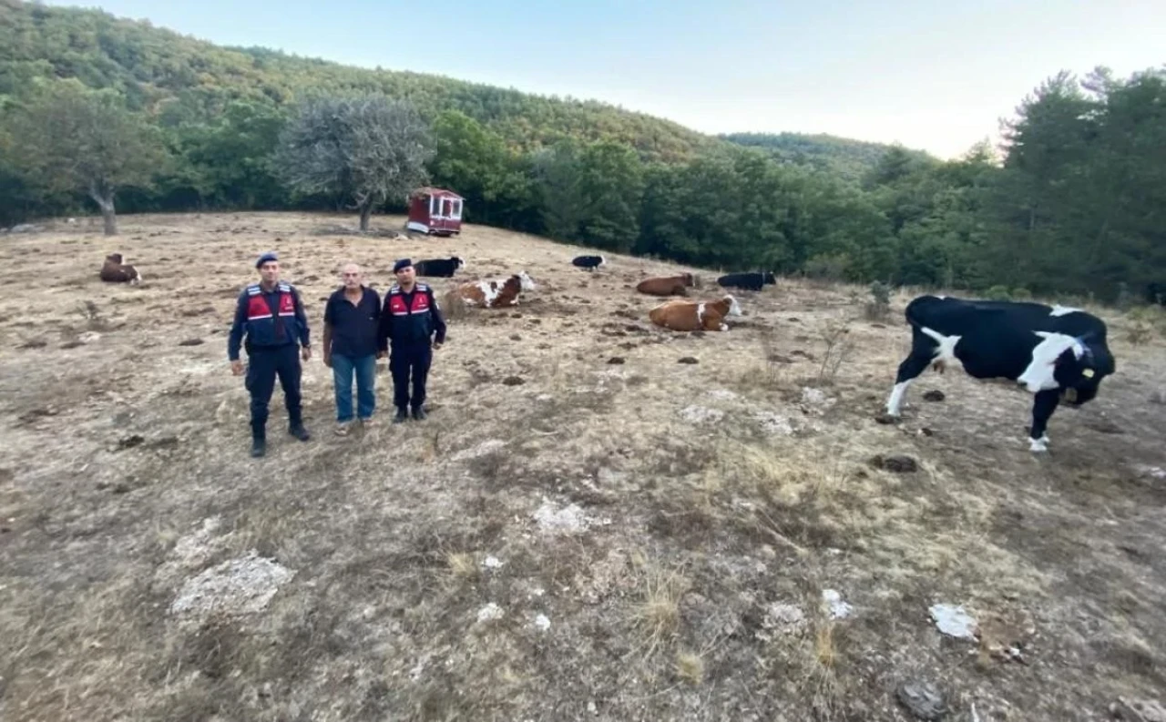 Eskişehir&#8217;de Kayıp 15 Büyükbaş Jandarma Tarafından Bulundu