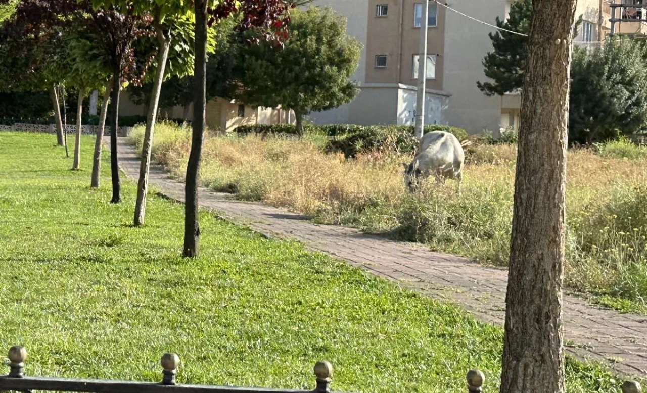 Eskişehir&#8217;de Çocuk Parkında Başı Boş Gezen Atlar