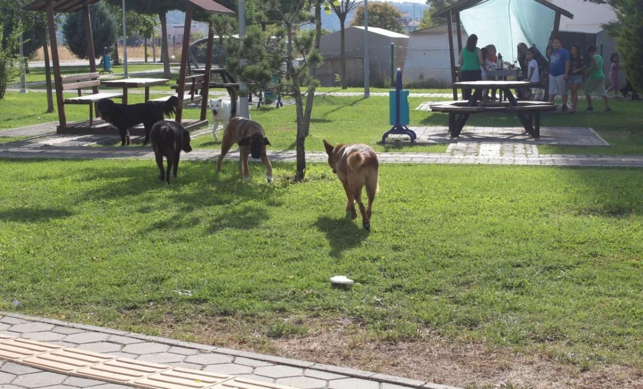 Başıboş Köpek Sorunu Eskişehir&#8217;de O Mahalleyi Bıktırdı!