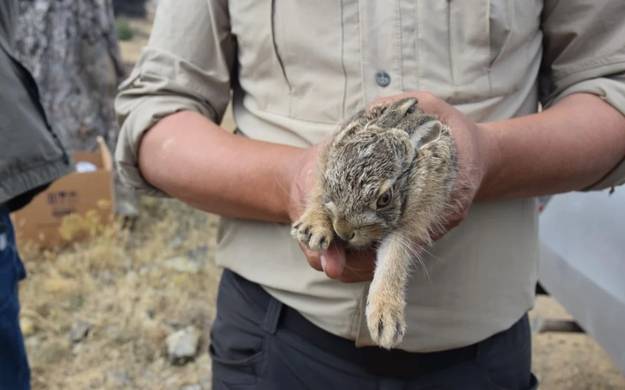 Eskişehir’de Yangında Bulunan Tavşanlar Doğaya Salındı