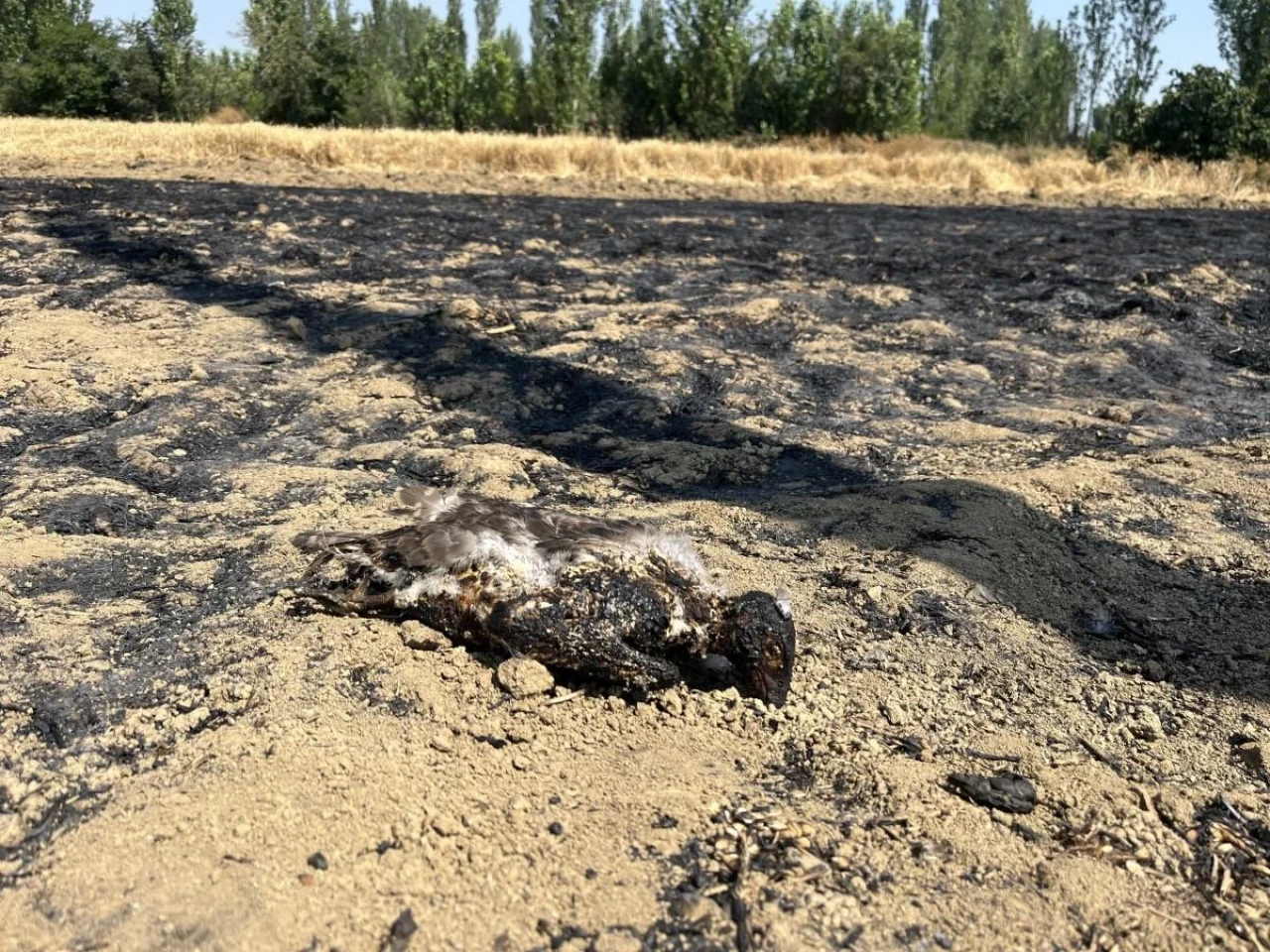 Eskişehir’de Yangını Güvercin Kovalayan Atmaca Çıkarmış!