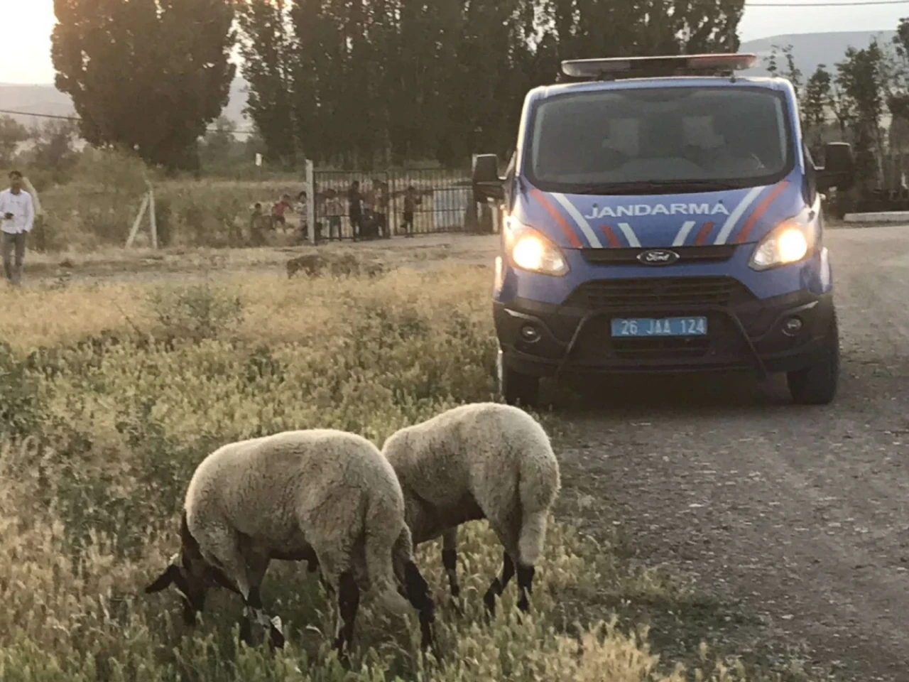 Eskişehir&#8217;de Kaybolan Kurbanlık Koyunları Jandarma Buldu