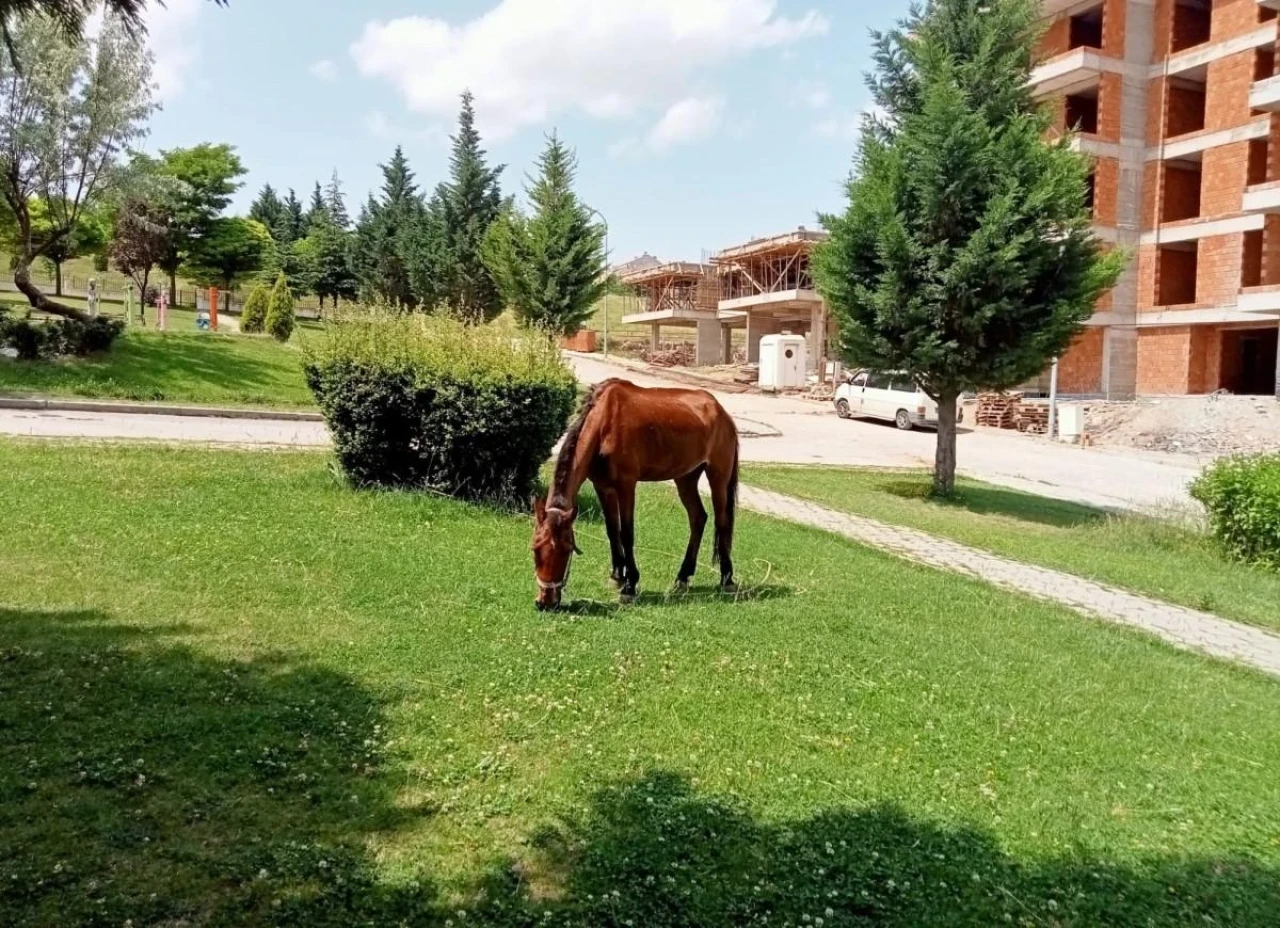 Eskişehir&#8217;de Sahipsiz At Dikkat Çekti