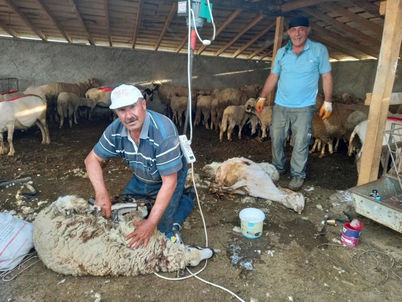 Eskişehir Günyüzü&#8217;nde Koyun Kırkım Sezonu Başladı