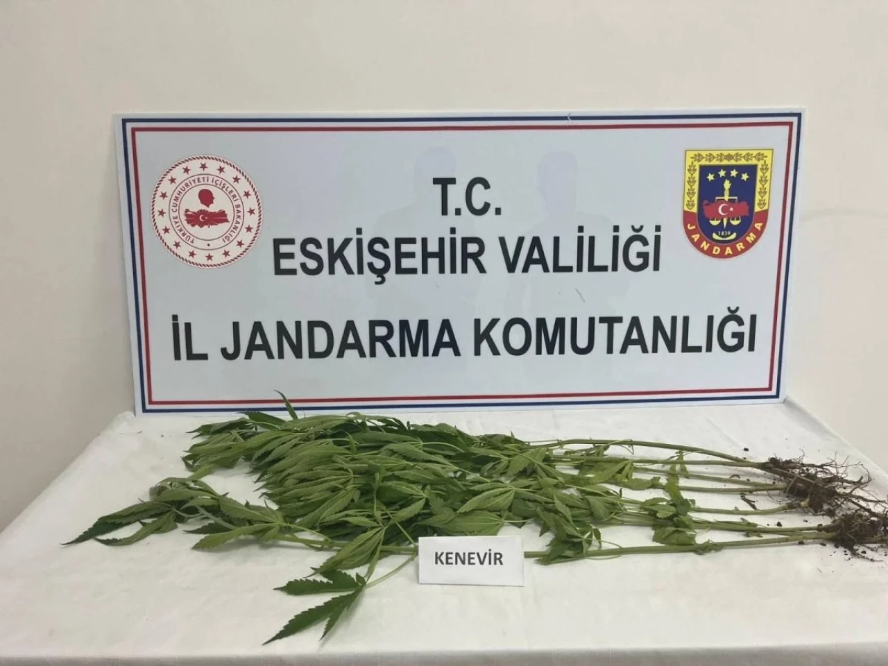 Eskişehir&#8217;de Kenevir Yetiştiricilerine Jandarma Operasyonu