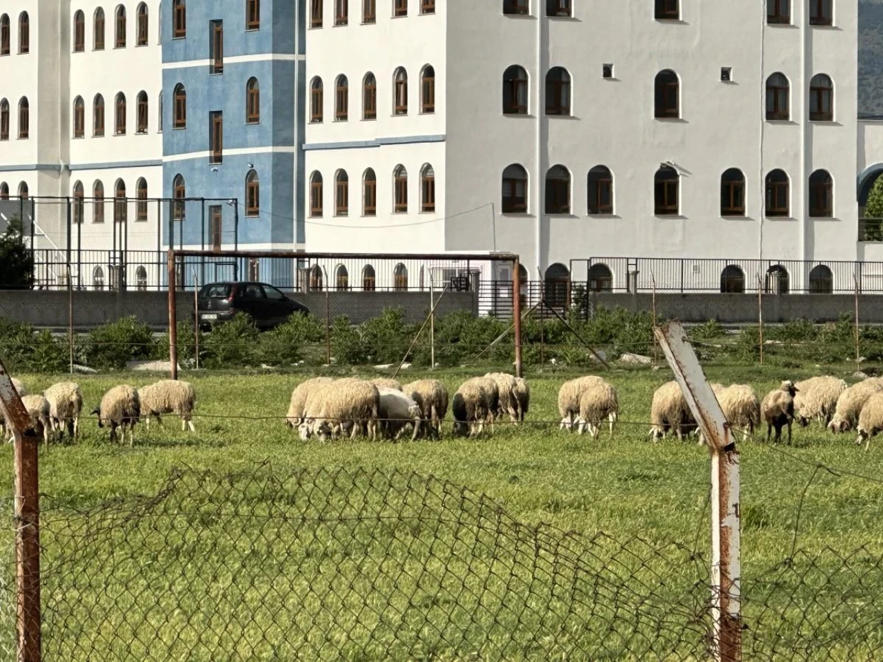 Eskişehir&#8217;de Eski Futbol Sahası, Yeni Otlama Alanı