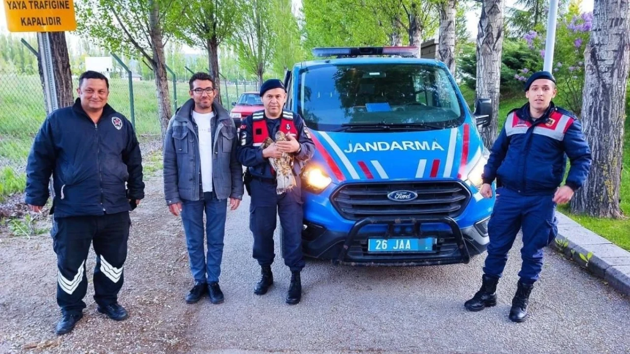 Eskişehir&#8217;de Bulunan Yaralı Şahin Tedavi Ettirildi