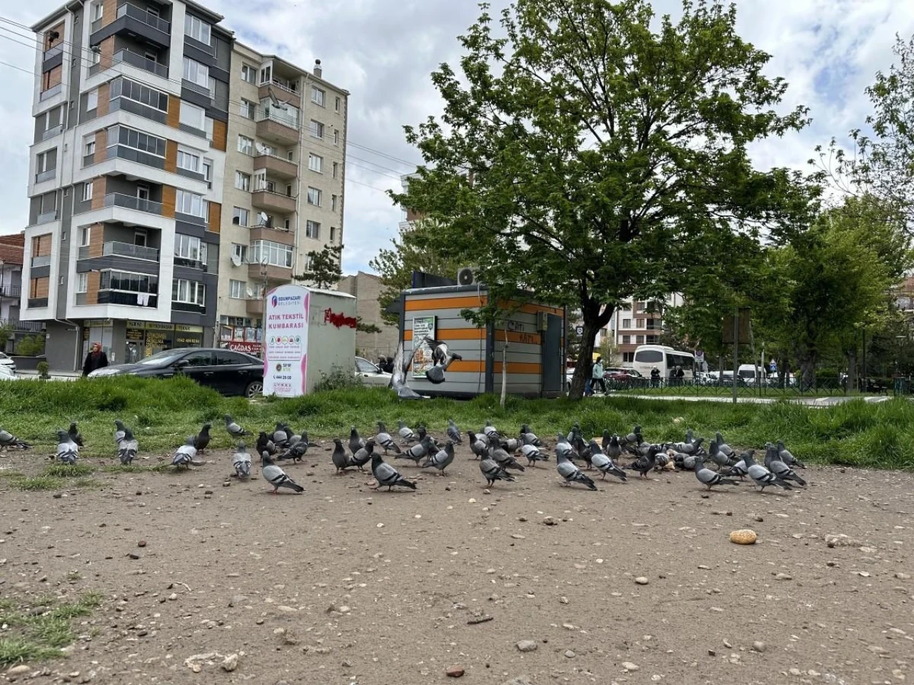 Eskişehir&#8217;de Kuşların Ekmek Büfesi Yanında Günlük Bekleyişi