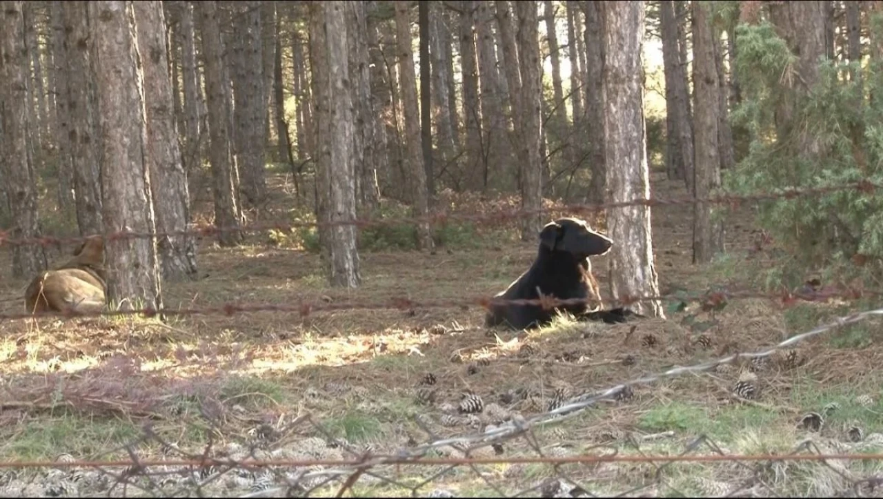 Eskişehir&#8217;de O Sitede Başıboş Köpeklerden Şikayetçiler