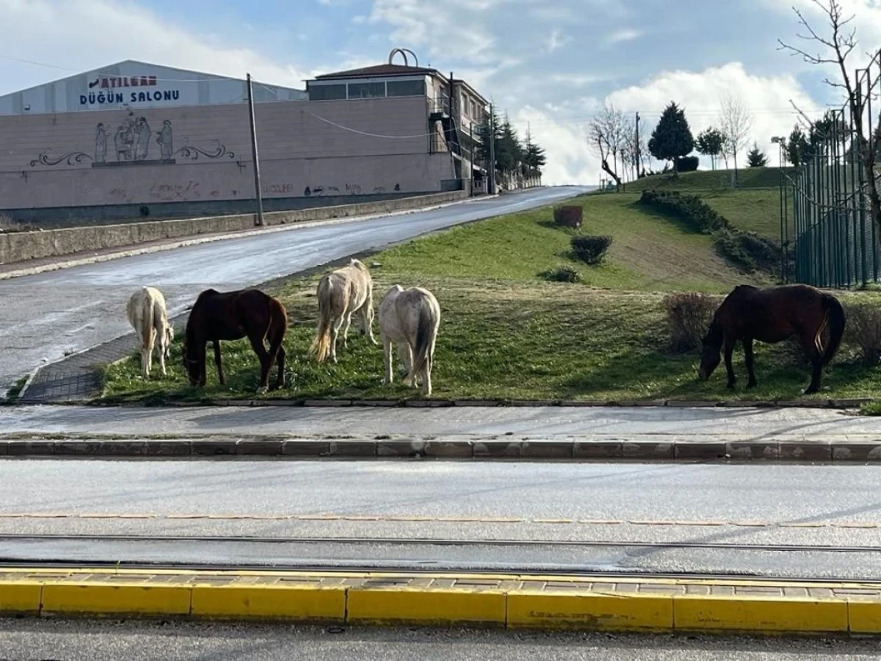 Eskişehir&#8217;de Caddedeki Başıboş Atlar Trafiği Tehlikeye Soktu