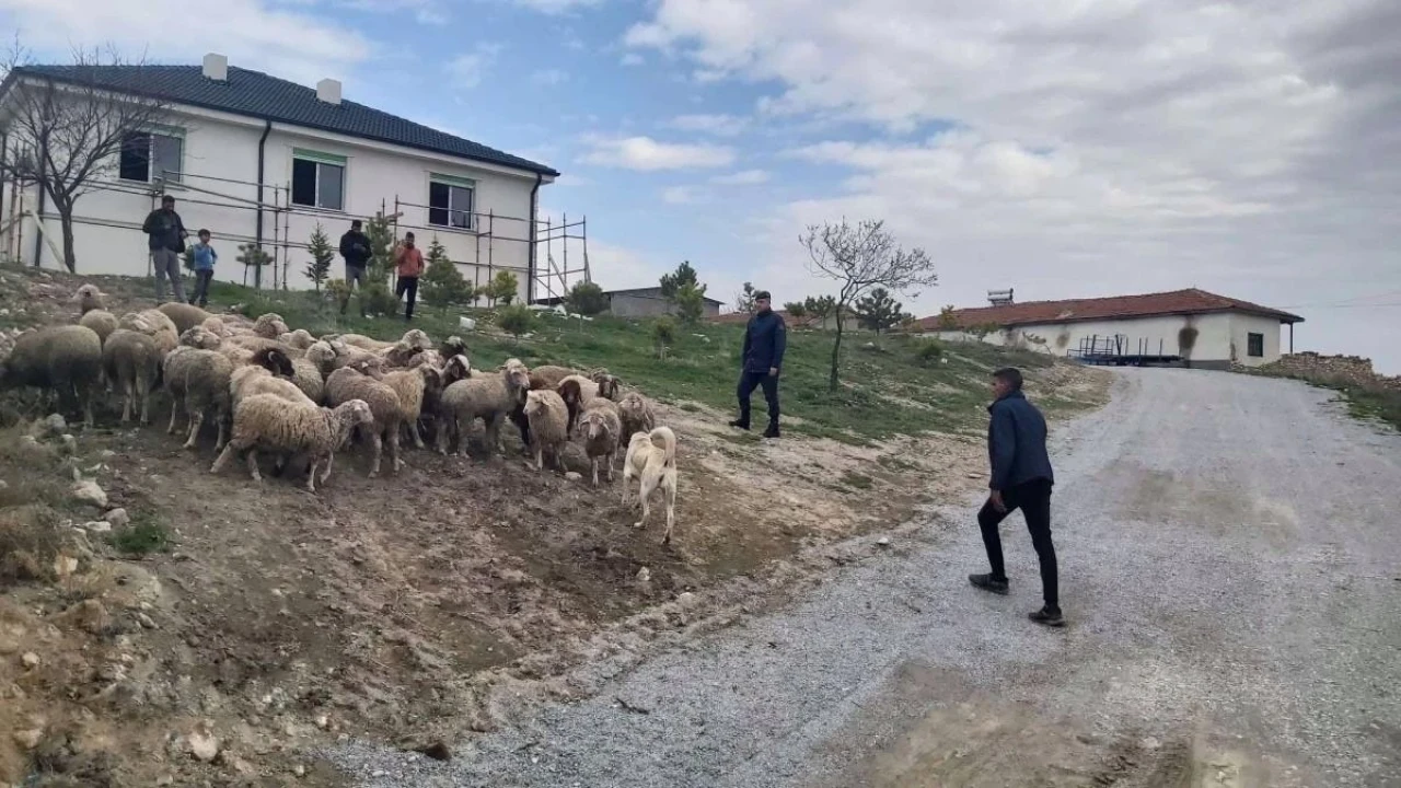 33 Küçükbaş Hayvan Dron Sayesinde Bulundu