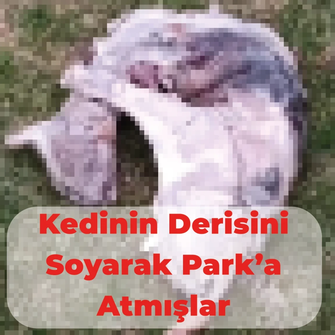 Eskişehir&#8217;de Kedinin Derisini Yüzerek Park&#8217;a Attılar.