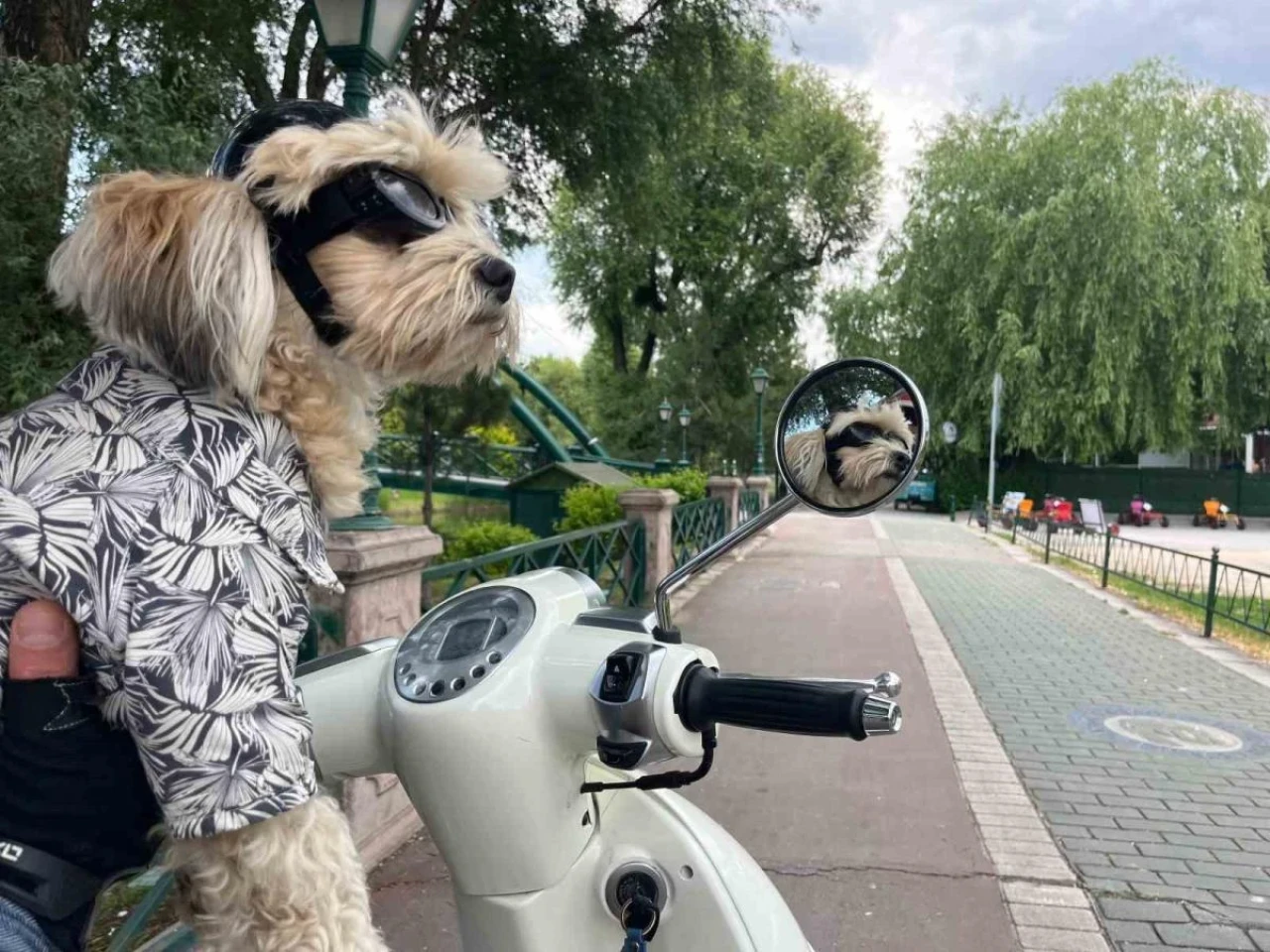 Havalı Köpek Papi Motoruyla Eskişehir'in Tozunu Attırıyor