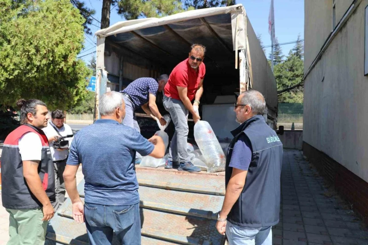 Eskişehir'de 715 Bin Yavru Sazan Balığı Su Kaynaklarına Bırakıldı