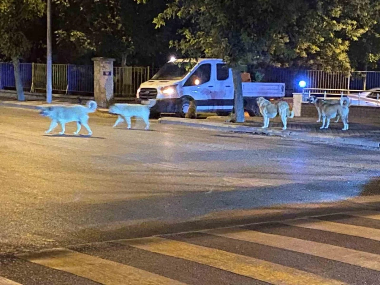 Sürü Halinde Gezen Köpekler Vatandaşları Korkutuyor