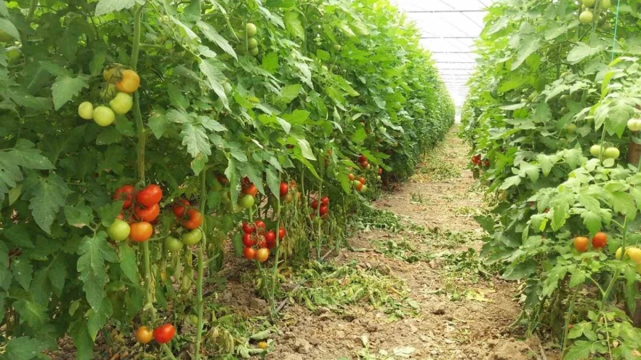 Eskişehir'de Bitkilerde Hastalık ve Zararlılarla Mücadele Devam Ediyor