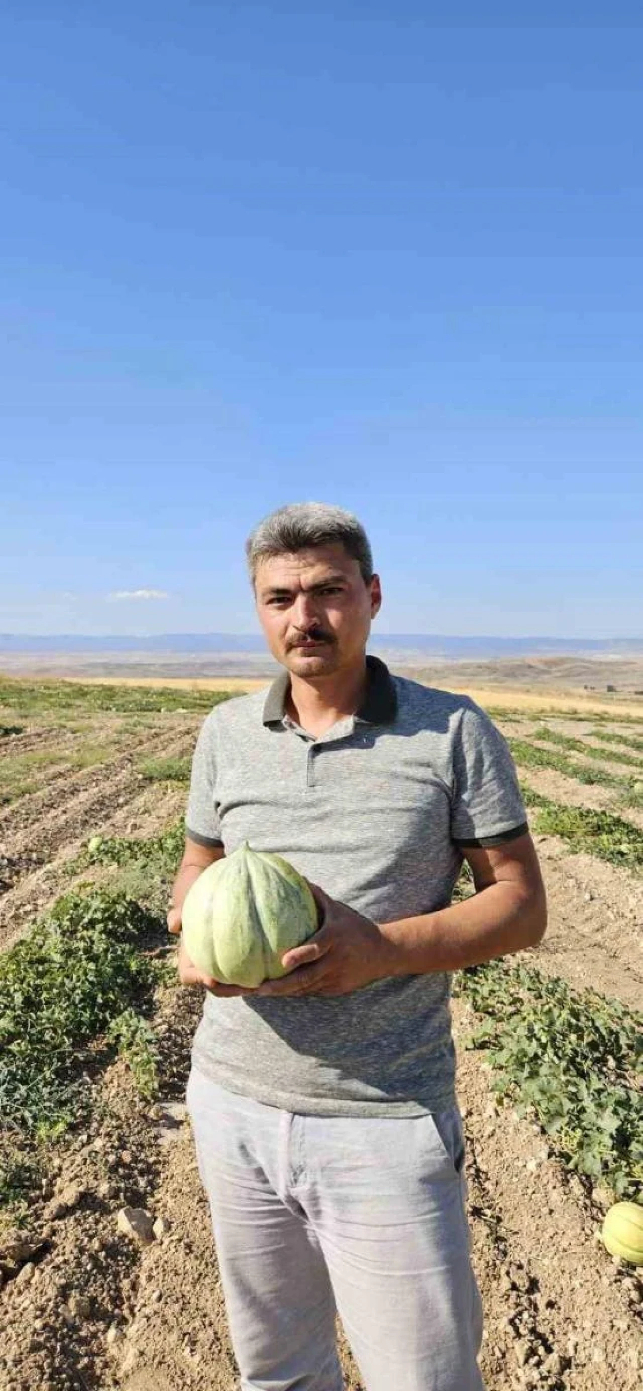 Beylikova'da Yetiştirilen Meşhur Halilbağı Mühürlü Kavunu