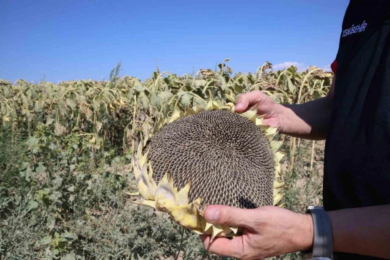 Eskişehirli Çiftçiler Ayçiçeğine Bebek Gibi Bakıyor