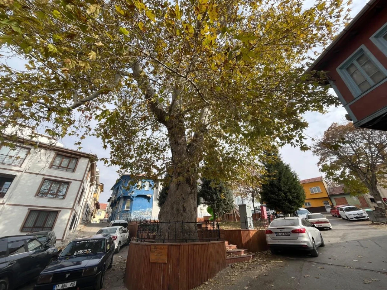 Odunpazarı'nda 159 Yıllık Doğal Miras
