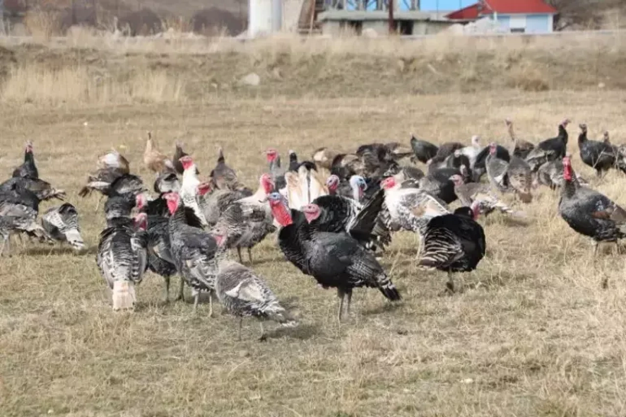 Yılbaşı Hindileri Satışa Çıktı: Fiyatı 4 Bin Lirayı Buluyor