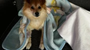 50 BİN LİRA ÖDÜL: BURSA'DA KAYIP KÖPEK "PABLO" ARANIYOR!