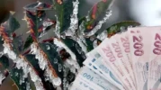 Zirai don desteği hangi ürünleri kapsıyor, kimler yararlanacak? Zirai don ödemeleri ne zaman? 2025 Zirai don desteği ne zaman yatar?