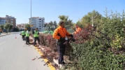 Eskişehir'de Budama Çalışmaları Hız Kesmeden Sürüyor
