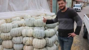 Ata tohumu ile üretilen Eskişehir’in Meşhur Balkabağında Hasat Zamanı Başladı