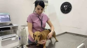 Veteriner Hekimden Mevsim Geçişlerinde Evcil Hayvan Sağlığı Uyarısı
