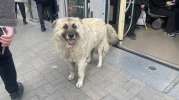 Eskişehir’de Tramvaya Binen Köpek Yolcuların İlgisini Çekti
