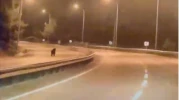 Bilecik’te Ayı Ana Yola İndi, O Anlar Kamerada