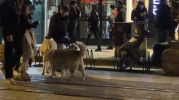 Evcil Köpeğiyle Yürürken Sokak Köpeklerinin Arasında Kaldı